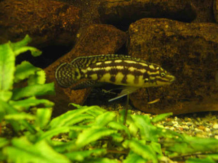 &copy; Zierfischfreunde Immenhausen-Holzhausen JULIDOCHROMIS MARLIERI